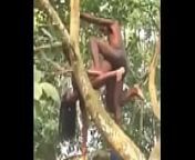 sexo en el arbol from african jungle sex hot sexes china girl video