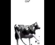 English polish cow dancing (reprised by me) from mumykan videos